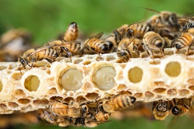Bielenda Tápláló Hidratáló Arckrém Manuka-Mézzel
